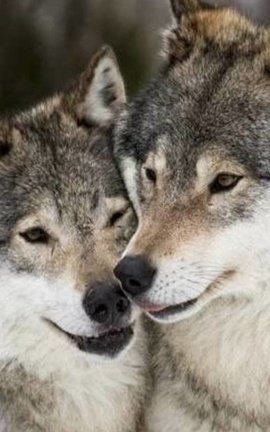 The love of a wolf